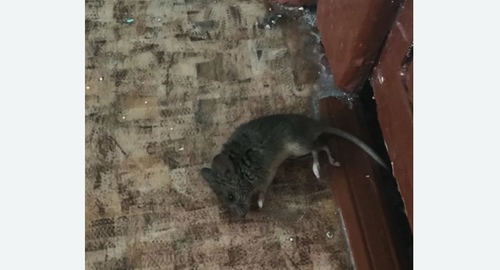 Дезинфекция от мышей в Сколково