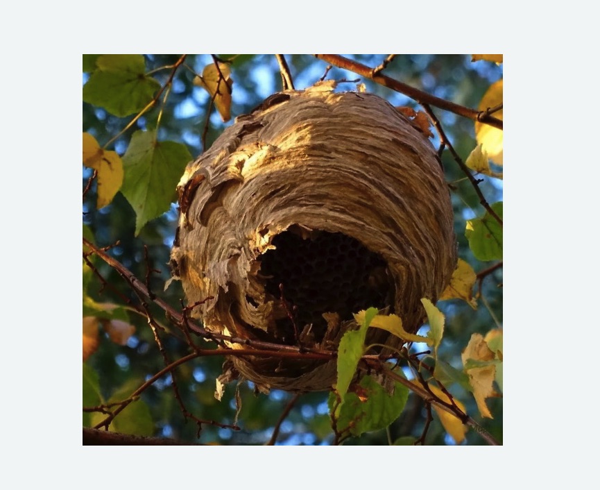 Обработка от шершней в Сколково