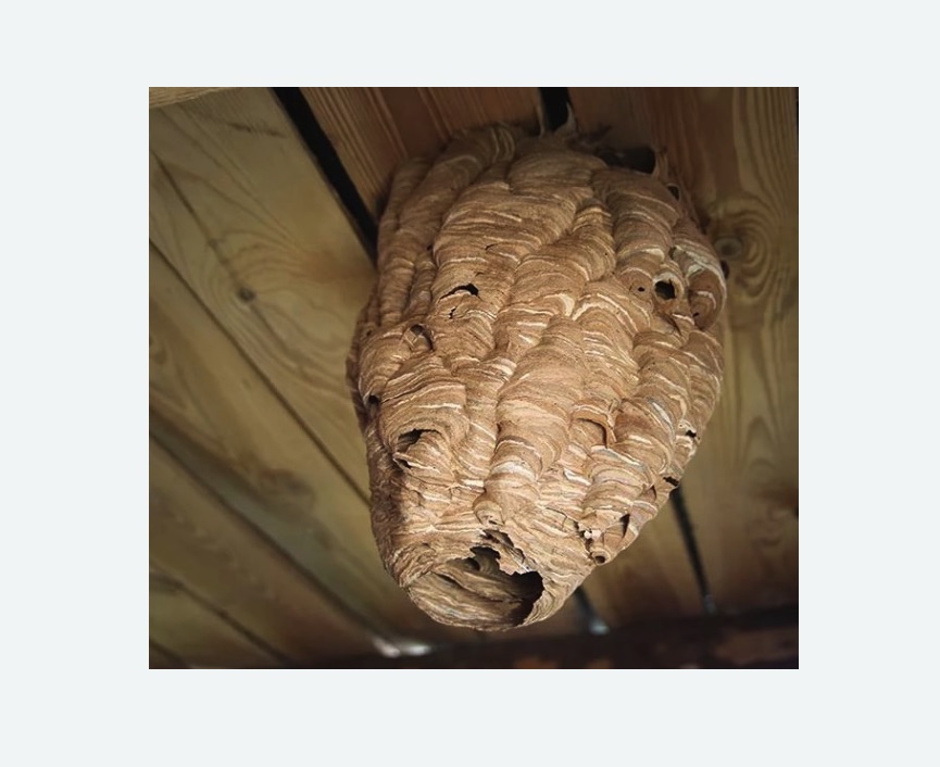 обработка от шершней в Сколково