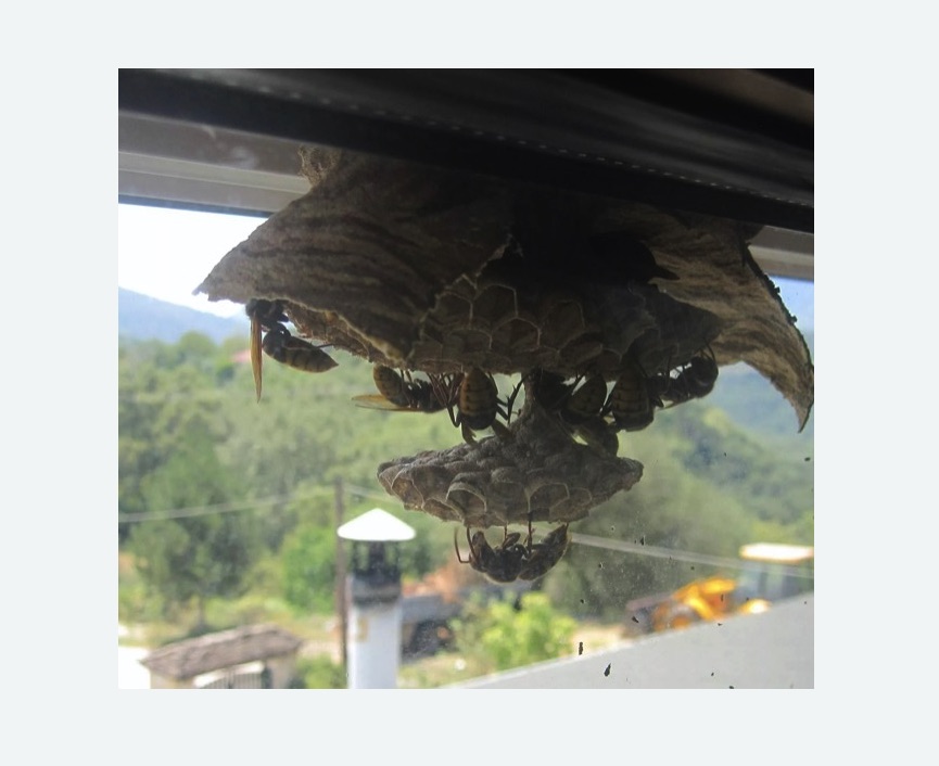 Уничтожение гнёзд шершней в Сколково