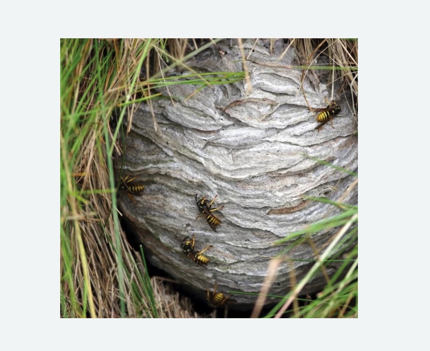 Уничтожение ос и ульев в Сколково